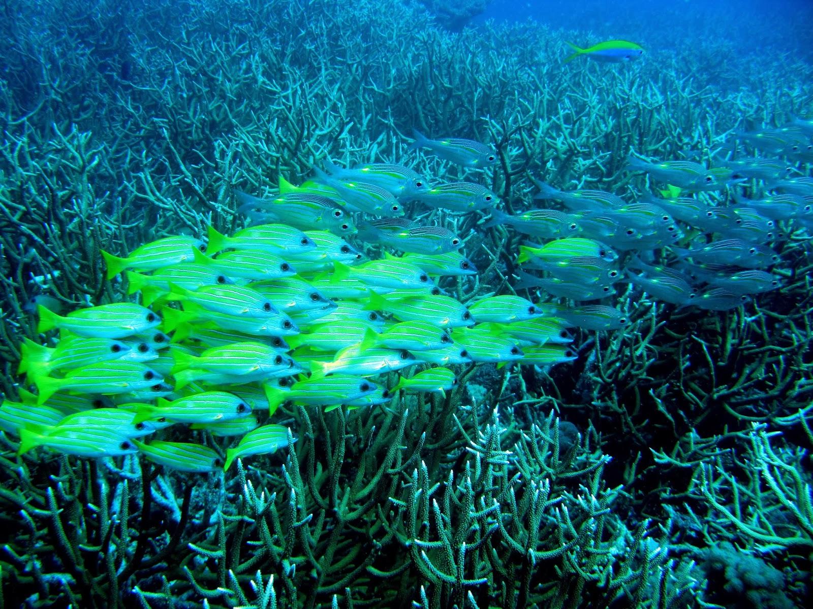 Ilha de Vamizi Ilha de Vamizi