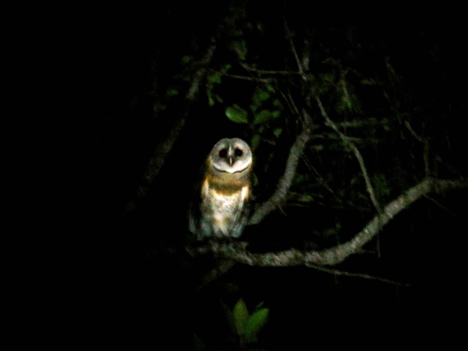 Ilha de Vamizi Ilha de Vamizi