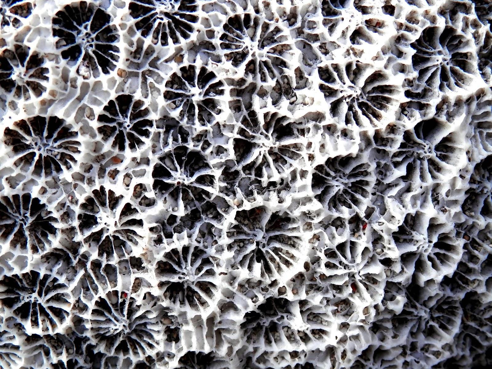 Ilha de Vamizi Ilha de Vamizi