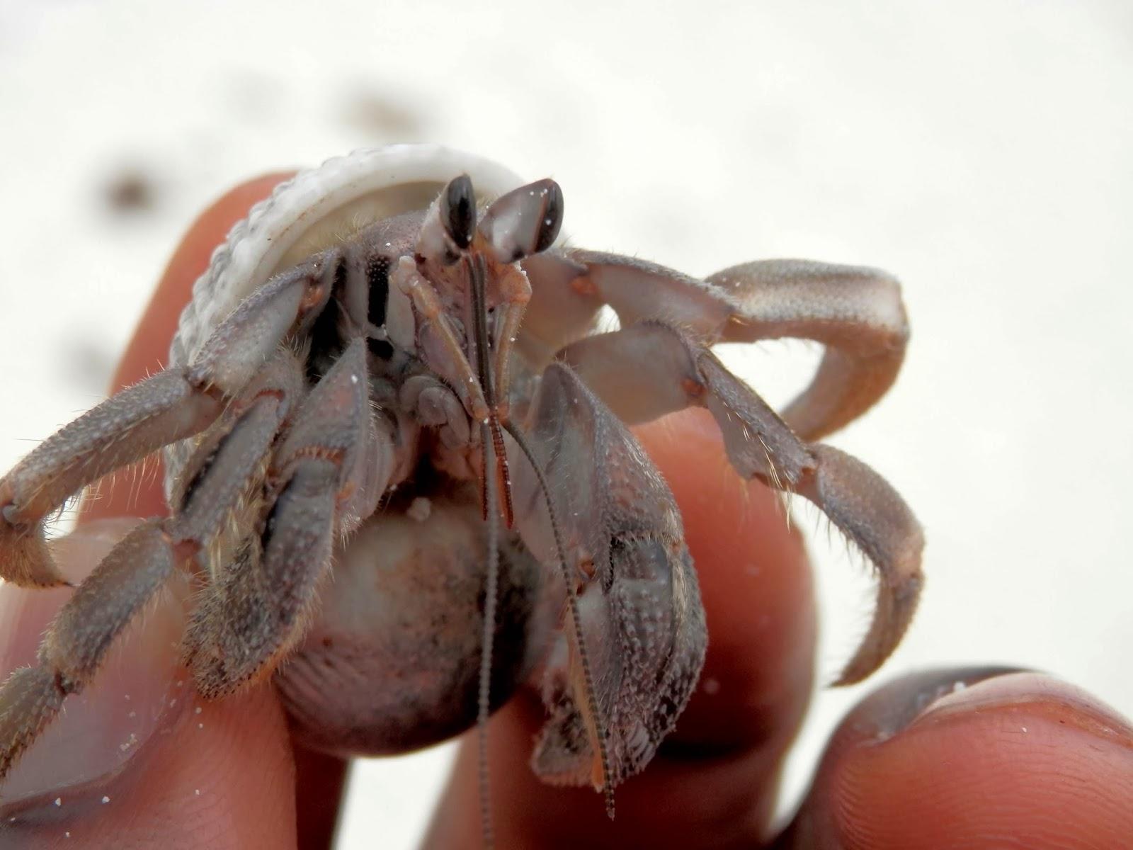 Ilha de Vamizi Ilha de Vamizi