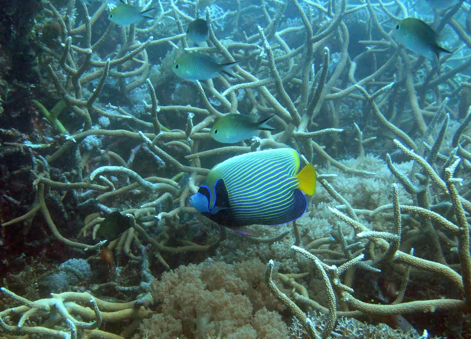 Ilha de Vamizi Ilha de Vamizi