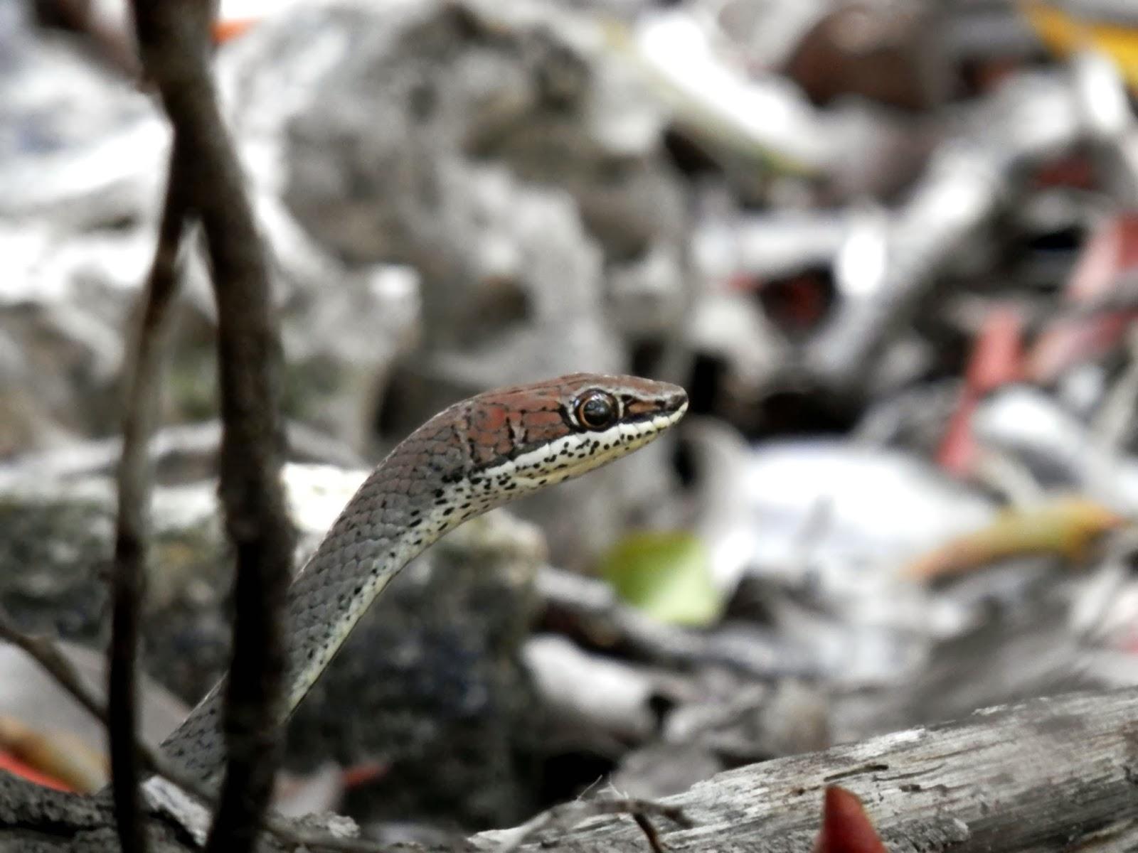 Ilha de Vamizi Ilha de Vamizi