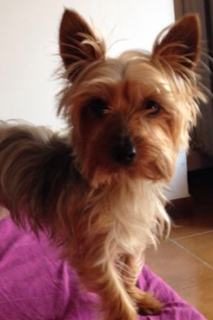 TARTA DE UVAS ( y 2 versiones de mi perrita Mini ) TARTA DE UVAS ( y 2 versiones de mi perrita Mini )