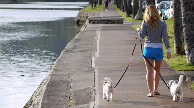Cómo introducir un segundo perro en casa paseando con dos perros