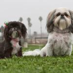 Cómo introducir un segundo perro en casa introducir un segundo perro en casa