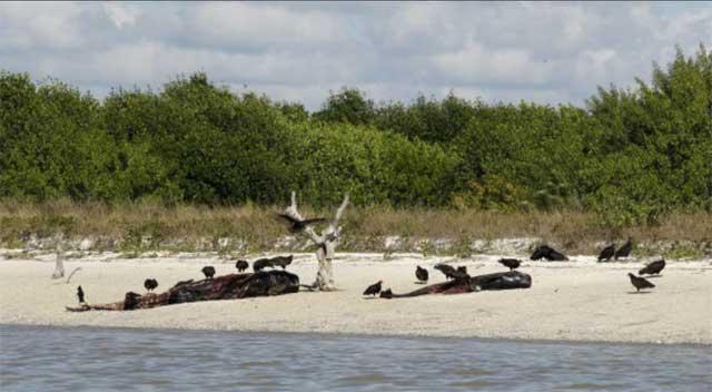 ballenas piloto varadas en los Everglades, Florida ballenas piloto varadas en los Everglades, Florida