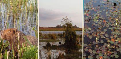 Brillos de la naturaleza, los esteros en el corazón de la provincia de Corrientes.