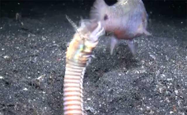 gusano Bobbit captura una presa gusano Bobbit captura una presa