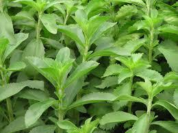 Aprende a Sembrar Stevia la Planta que Cura la Diabetes