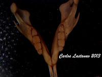 Los dientes de los mamíferos. Roedores Los dientes de los mamíferos. Roedores