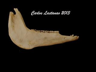 Los dientes de los ungulados. Équidos Los dientes de los ungulados. Équidos