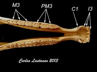 Los dientes de los ungulados. Équidos Los dientes de los ungulados. Équidos