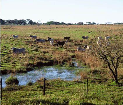 Agua y arroz, el Guayaibí y el Ayuí conforman importantes ecosistemas. Agua y arroz, el Guayaibí y el Ayuí conforman importantes ecosistemas.