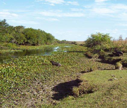 Agua y arroz, el Guayaibí y el Ayuí conforman importantes ecosistemas. Agua y arroz, el Guayaibí y el Ayuí conforman importantes ecosistemas.