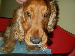 PetSecret de Noviembre PetSecret de Noviembre