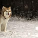 Cuidados del perro en invierno