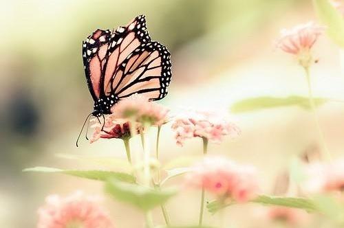 Si sabes adonde vas, ya tienes mitad del camino andado. vida