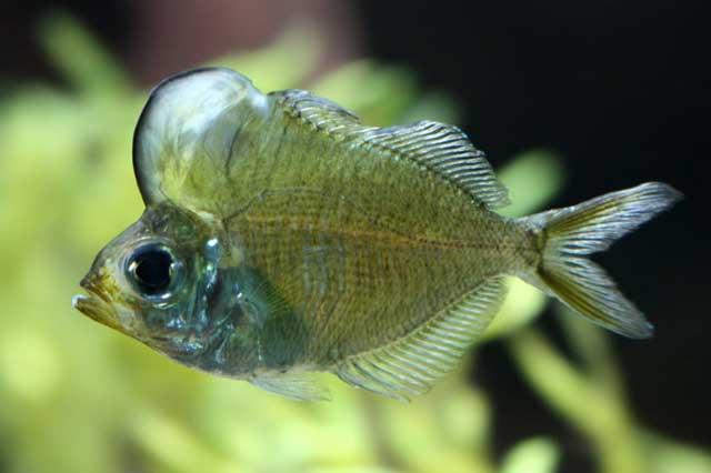 pez napoleón de cristal (Parambassis pulcinella)