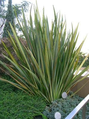 Phormium tenax