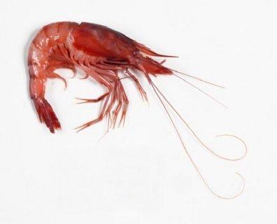 Gamba roja