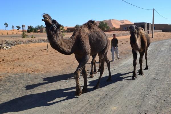 Dromedarios caminan por el pueblo de Merzouga