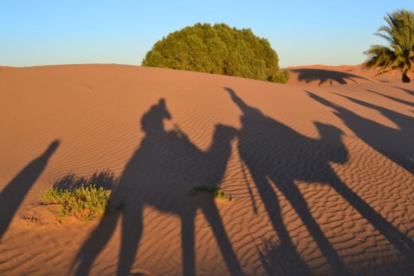 Las sombras de los dromedarios formando una típica postal del desierto