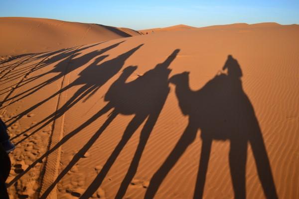 Las sombras de los dromedarios formando una típica postal del desierto