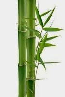 Mejora del terreno con bambú.