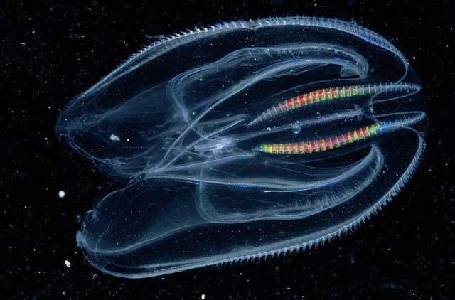 nuez mar (Mnemiopsis leidyi) nuez mar (Mnemiopsis leidyi)