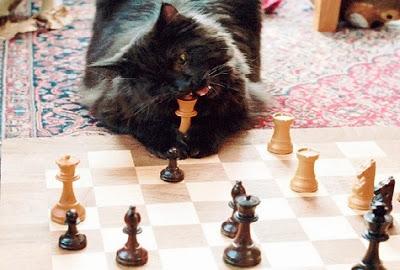 Gato comiendose al rey de ajedrez