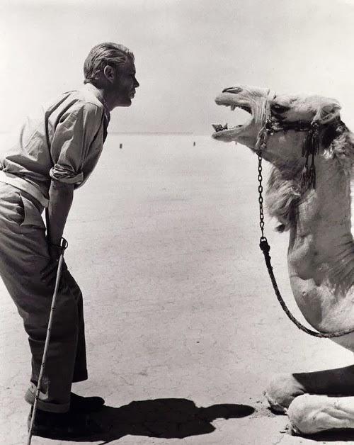 Muere Peter O'Toole, por siempre Lawrence de Arabia