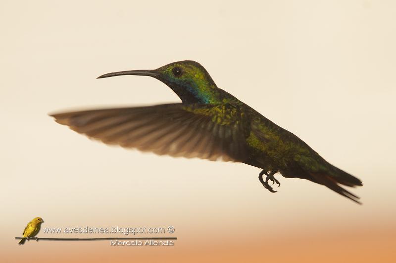 Picaflor vientre negro (Black-throated Mango) Anthracothorax nigricollis Picaflor vientre negro (Black-throated Mango) Anthracothorax nigricollis