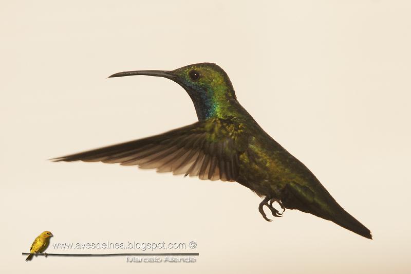 Picaflor vientre negro (Black-throated Mango) Anthracothorax nigricollis Picaflor vientre negro (Black-throated Mango) Anthracothorax nigricollis