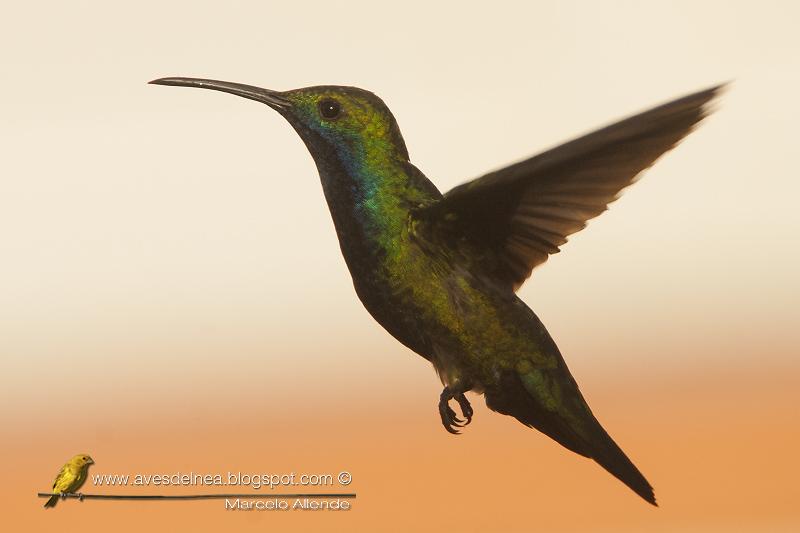 Picaflor vientre negro (Black-throated Mango) Anthracothorax nigricollis Picaflor vientre negro (Black-throated Mango) Anthracothorax nigricollis