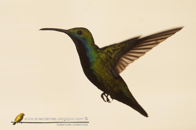 Picaflor vientre negro (Black-throated Mango) Anthracothorax nigricollis Picaflor vientre negro (Black-throated Mango) Anthracothorax nigricollis
