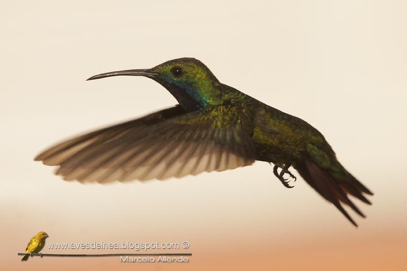 Picaflor vientre negro (Black-throated Mango) Anthracothorax nigricollis Picaflor vientre negro (Black-throated Mango) Anthracothorax nigricollis