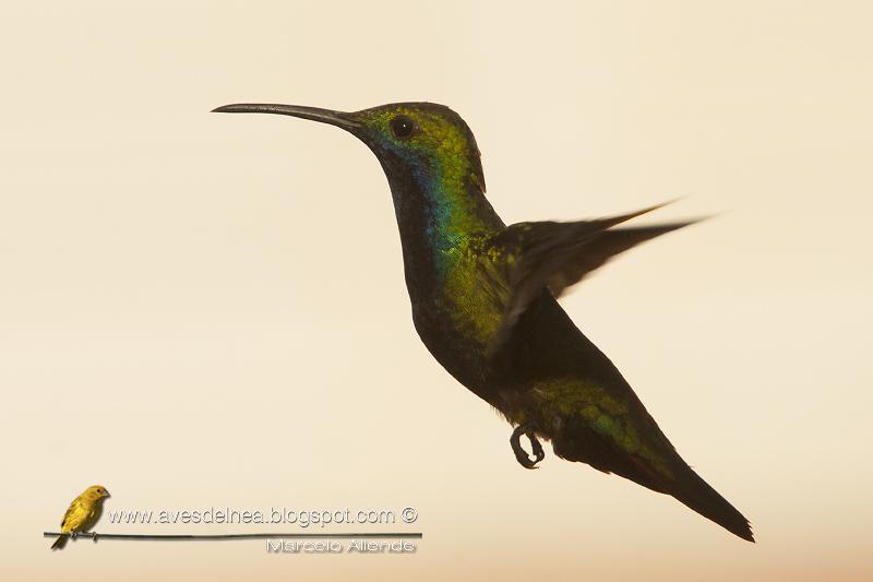 Picaflor vientre negro (Black-throated Mango) Anthracothorax nigricollis Picaflor vientre negro (Black-throated Mango) Anthracothorax nigricollis