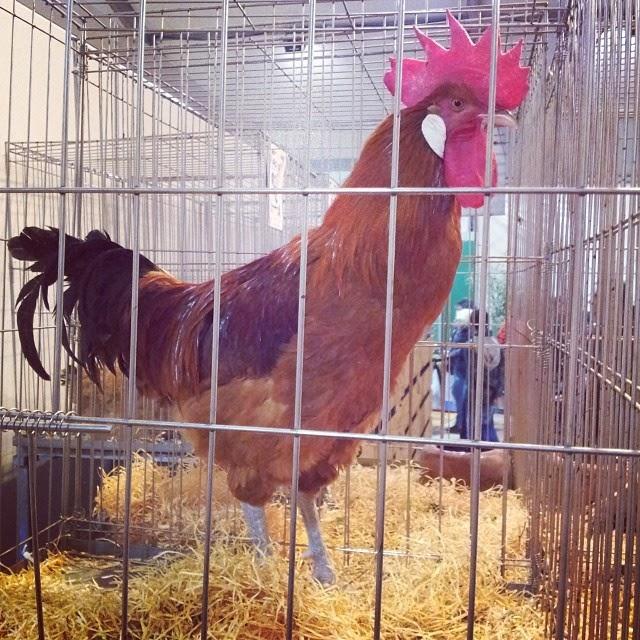 Pota Blava, el rey de los pollos Pota Blava, el rey de los pollos