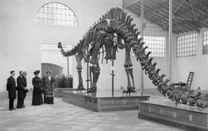 “Diplodocus carnegii”: 100 años en el Museo Nacional de Ciencias Naturales (Madrid) Diplodocus carnegii 100 años en el MNCN 300x200