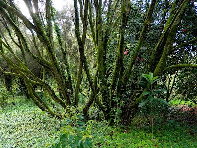 El jardín de la Saleta en mayo. El jardín de la Saleta en mayo.