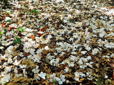 El jardín de la Saleta en mayo. El jardín de la Saleta en mayo.