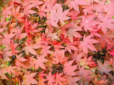 El jardín de la Saleta en mayo. El jardín de la Saleta en mayo.