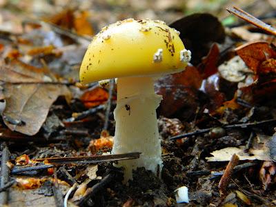 El jardín de la Saleta en mayo. El jardín de la Saleta en mayo.