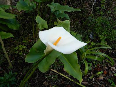El jardín de la Saleta en mayo. El jardín de la Saleta en mayo.