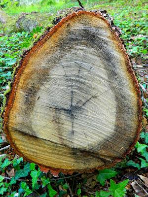 El jardín de la Saleta en mayo. El jardín de la Saleta en mayo.