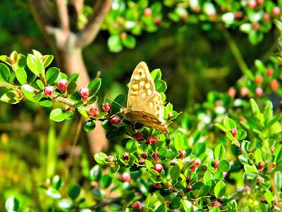 El jardín de la Saleta en mayo. El jardín de la Saleta en mayo.