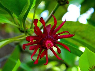 El jardín de la Saleta en mayo. El jardín de la Saleta en mayo.