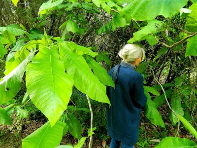 El jardín de la Saleta en mayo. El jardín de la Saleta en mayo.
