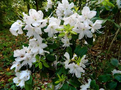 El jardín de la Saleta en mayo. El jardín de la Saleta en mayo.