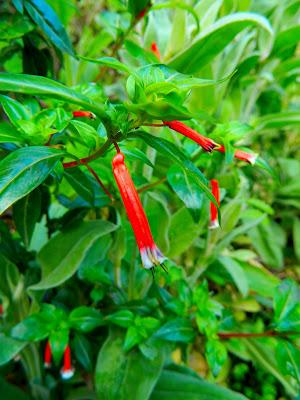 El jardín de la Saleta en mayo. El jardín de la Saleta en mayo.